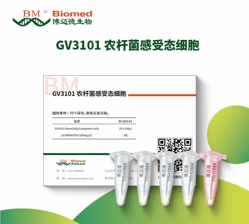 GV3101 农杆菌感受态细胞