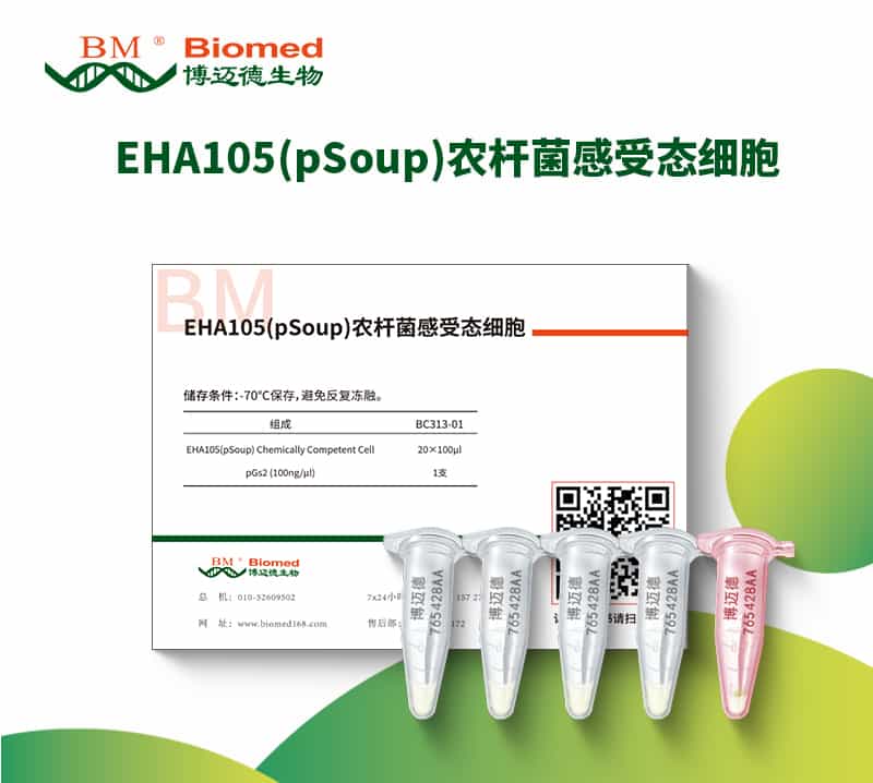 EHA105(pSoup)农杆菌感受态细胞