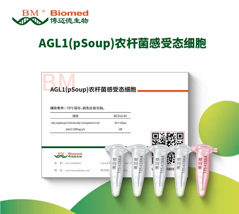 AGL1(pSoup)农杆菌感受态细胞