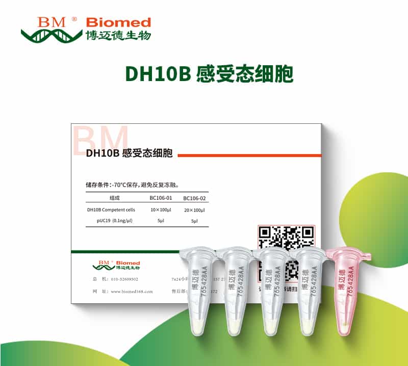 DH10B 感受态细胞