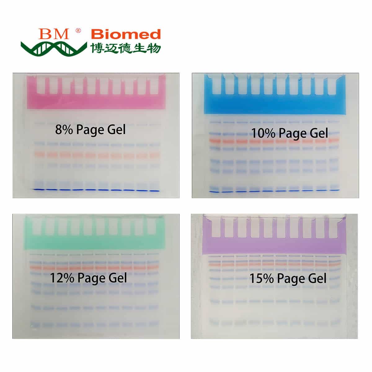 紫色PAGE浓缩胶染料