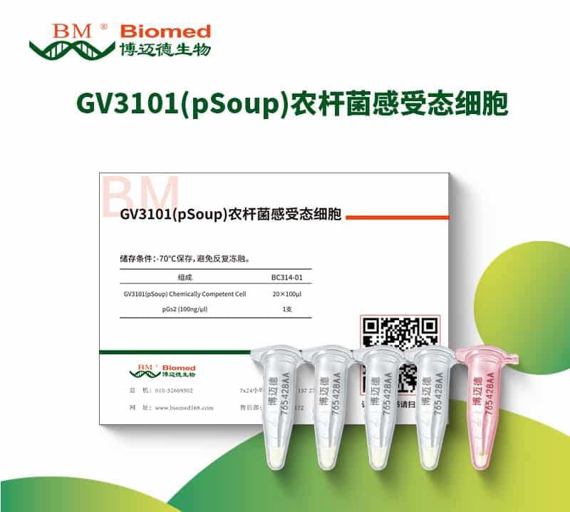 GV3101(pSoup)农杆菌感受态细胞