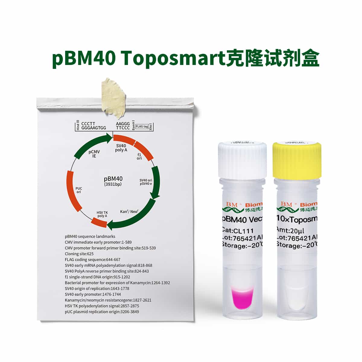 pBM40 Toposmart Cloning Kit克隆试剂盒