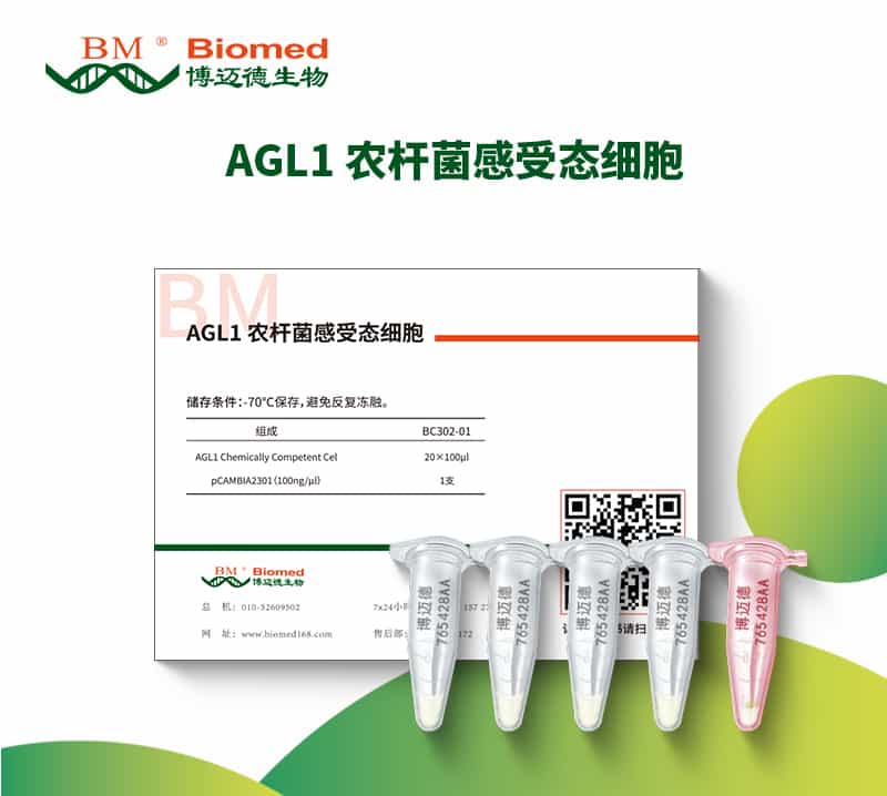 AGL1 农杆菌感受态细胞