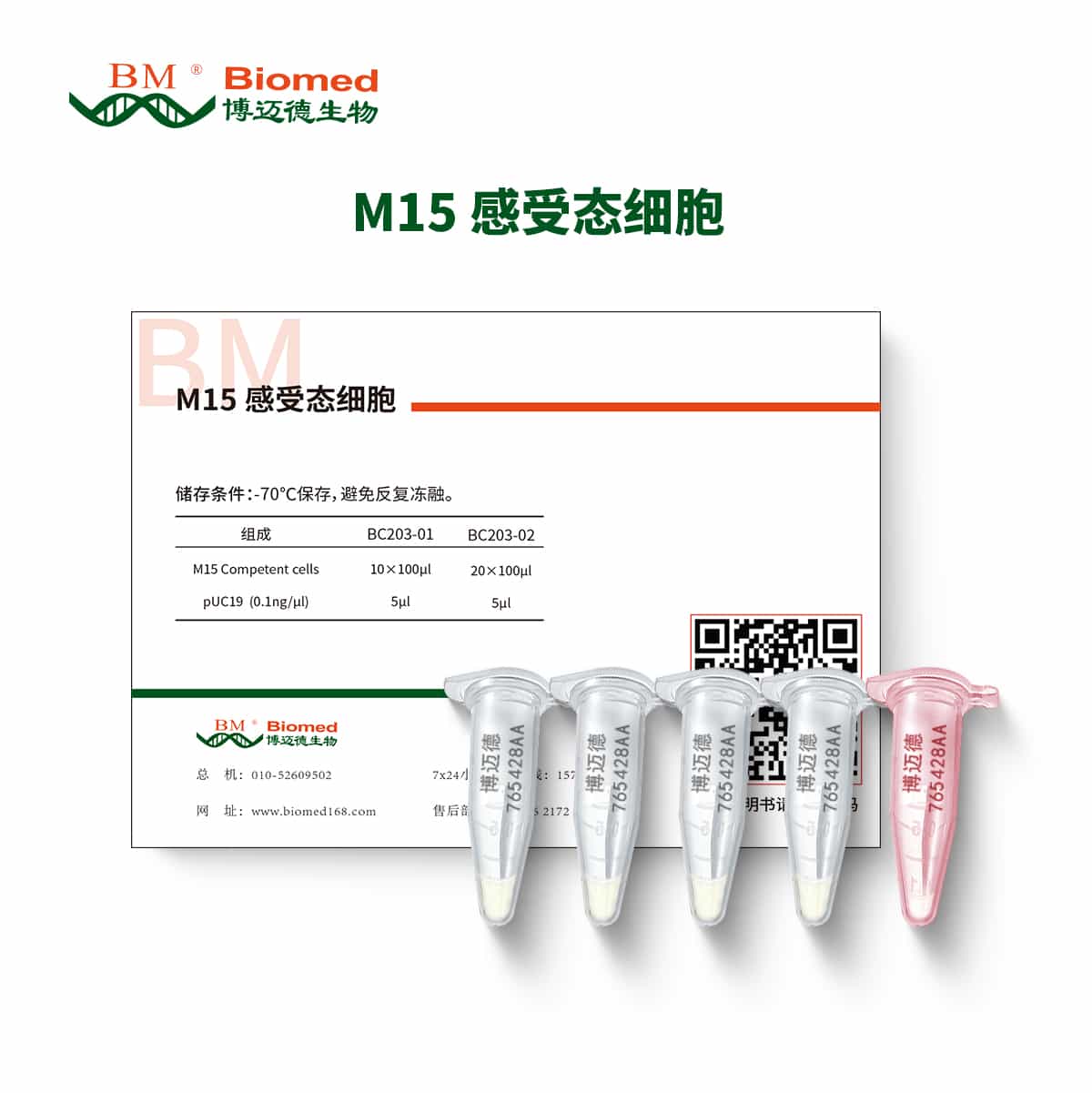 M15 感受态细胞