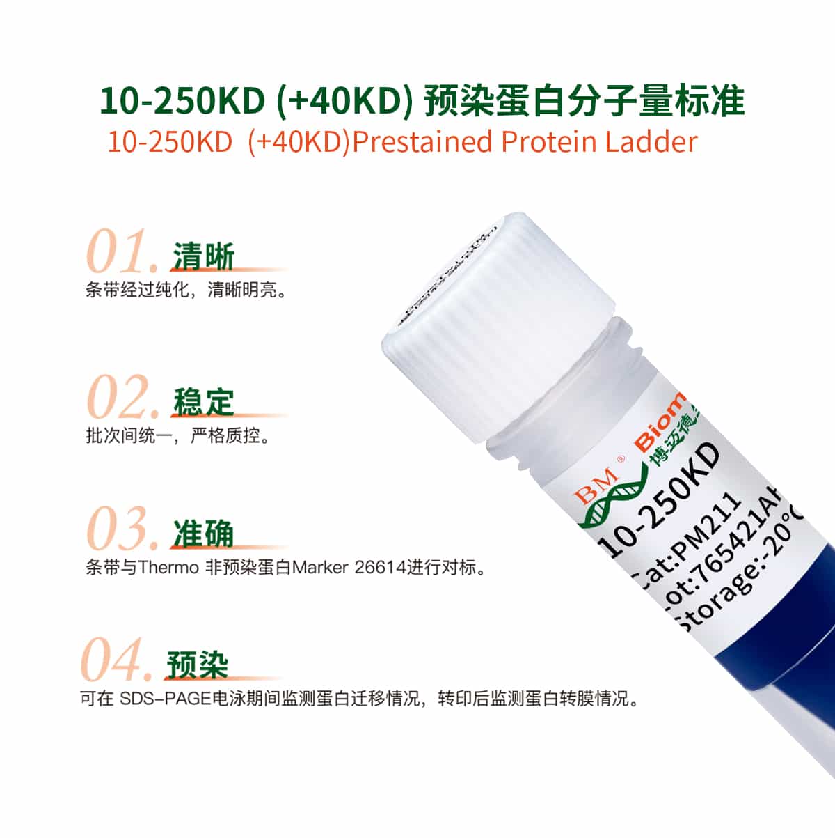 10-250kD(+40KD)预染蛋白分子量标准