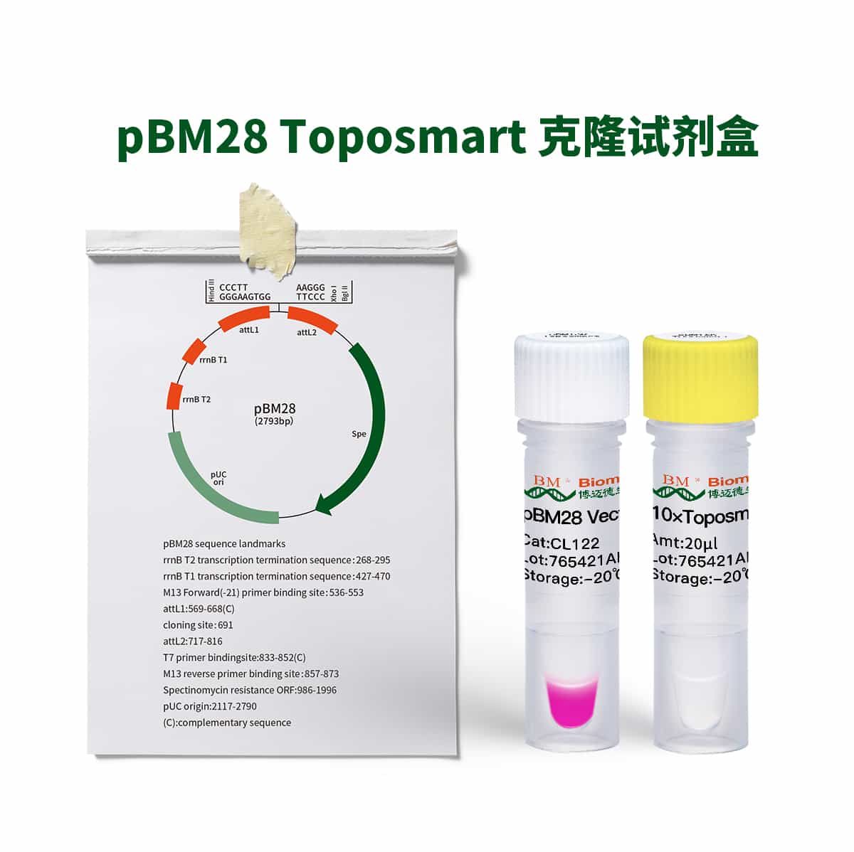 pBM28 Toposmart 克隆试剂盒