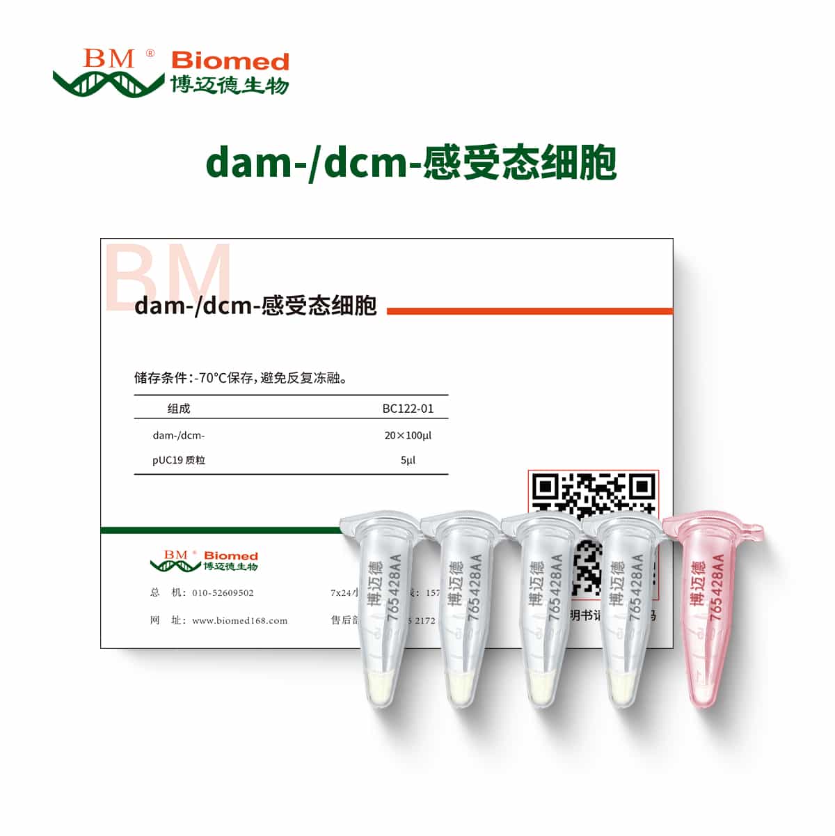 dam-/dcm-感受态细胞