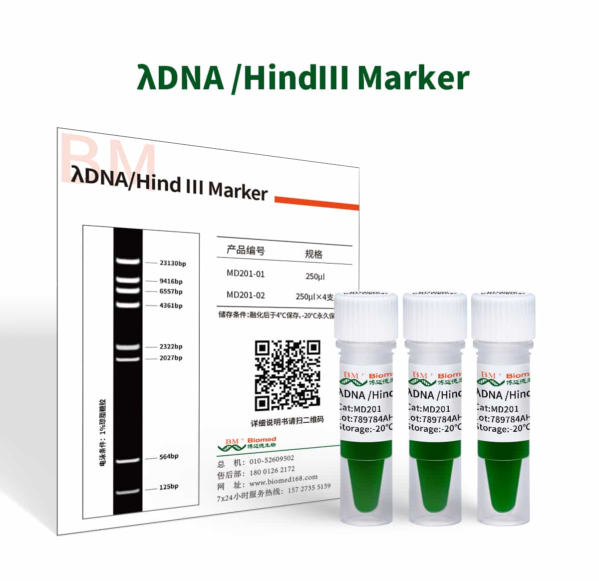 λDNA /HindⅢ Marker