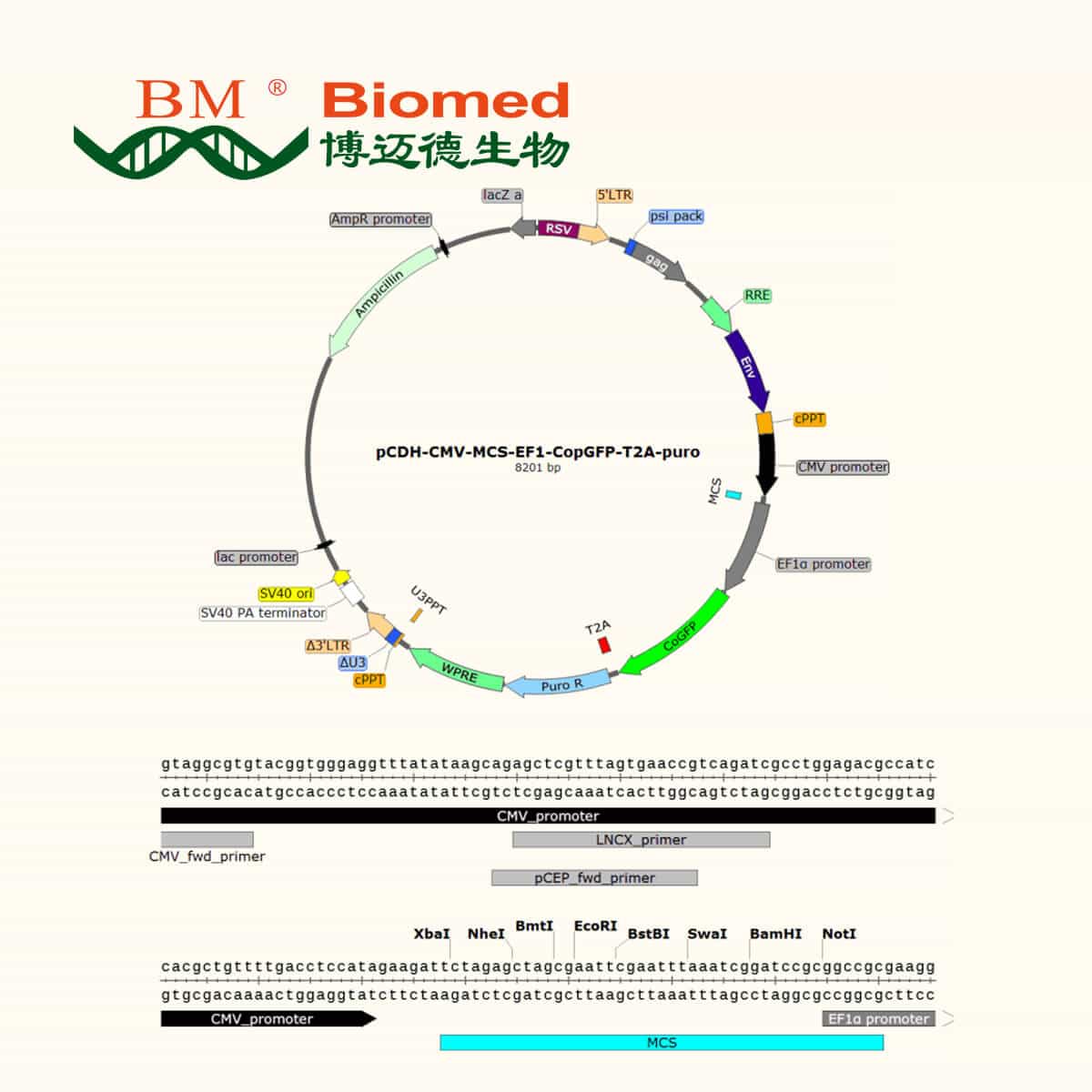 pCDH-CMV-MCS-EF1-copGFP-T2A-Puro