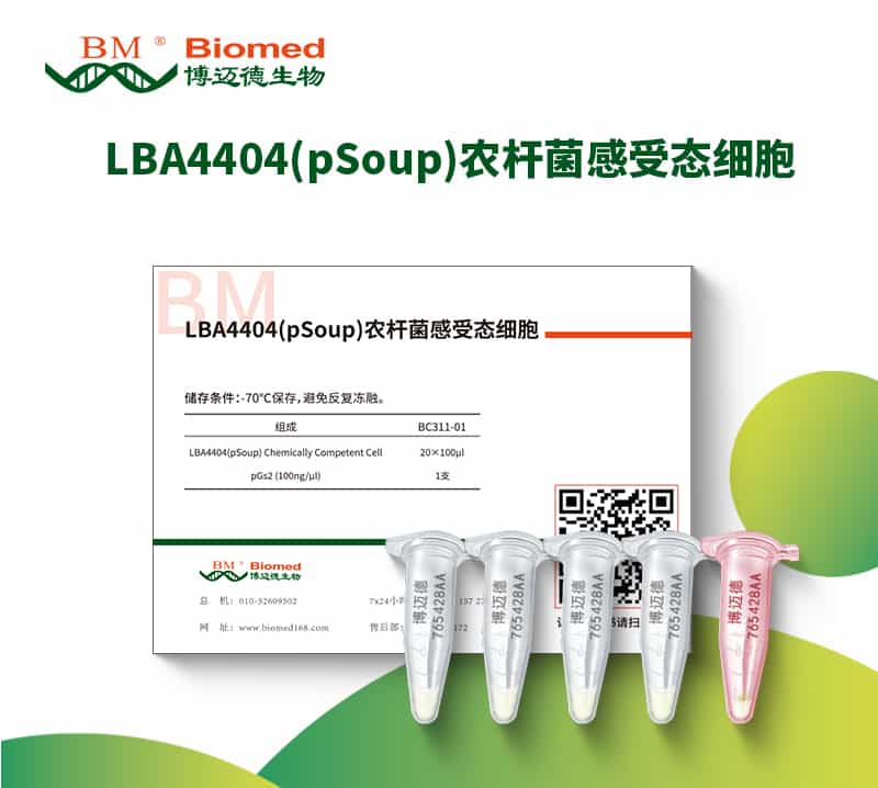 LBA4404(pSoup)农杆菌感受态细胞