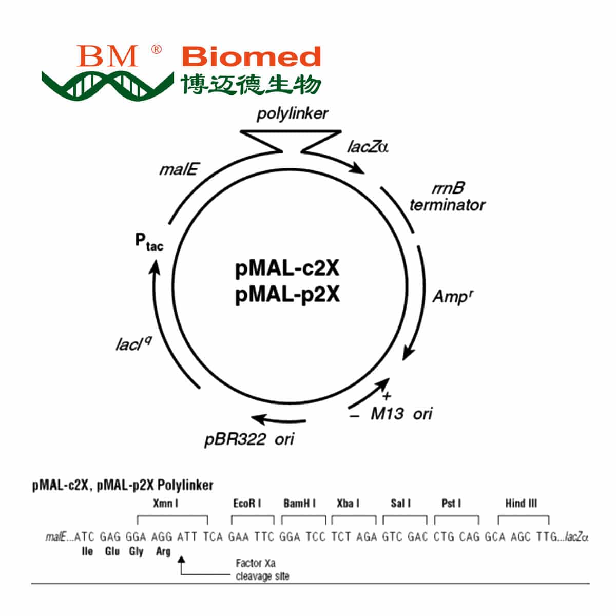 pMAL-c2X