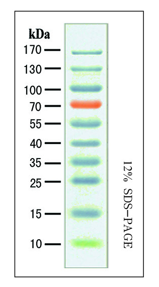 蓝色预染蛋白质marker (宽)